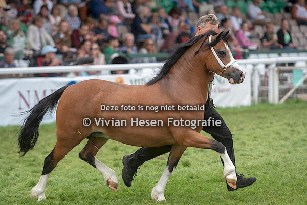 Senior Broodmares Section A