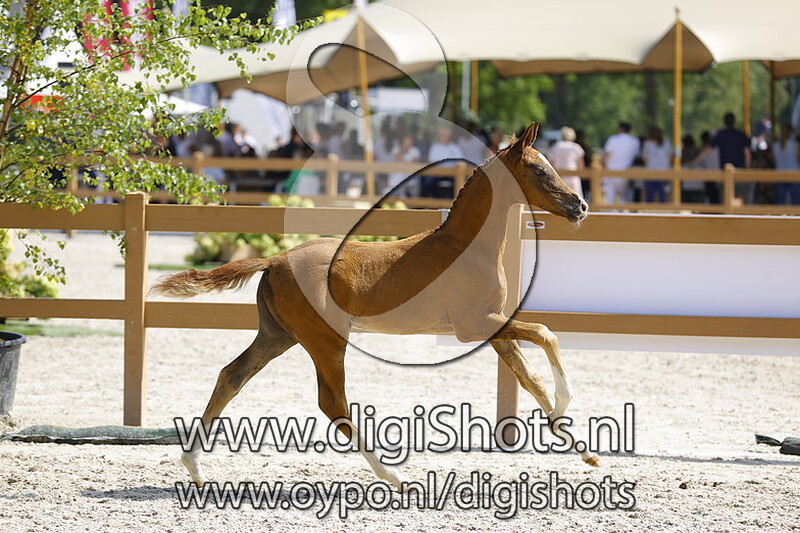 Ta Dame van de Blauwendraad v. Nirvano