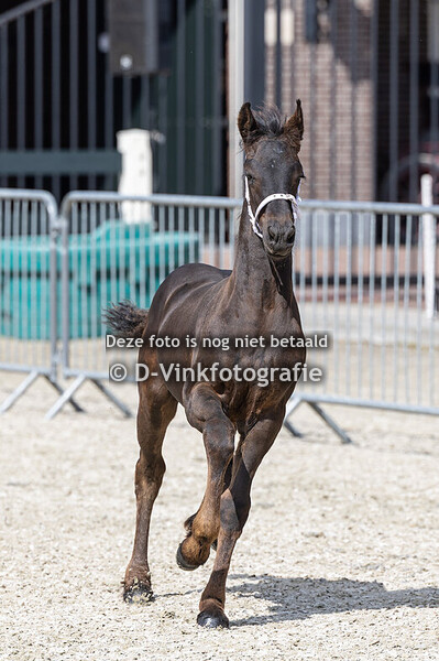 51. Danthe fan Wijkerzicht