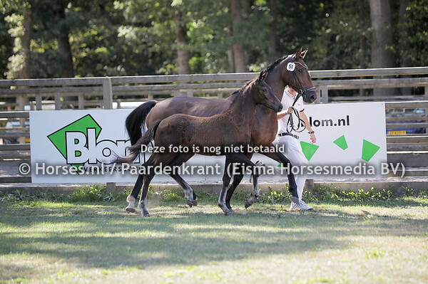 51 Skyline (Number Two x Jazz)