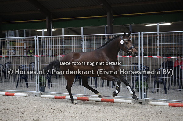 153 La Rousse (Grand Galaxy x Garousse v. Vic)