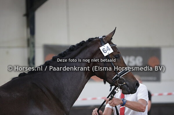 64 Milucienne van de Prinsenstad (Dante Weltino x Filucienne V.O.D v. Uphill)