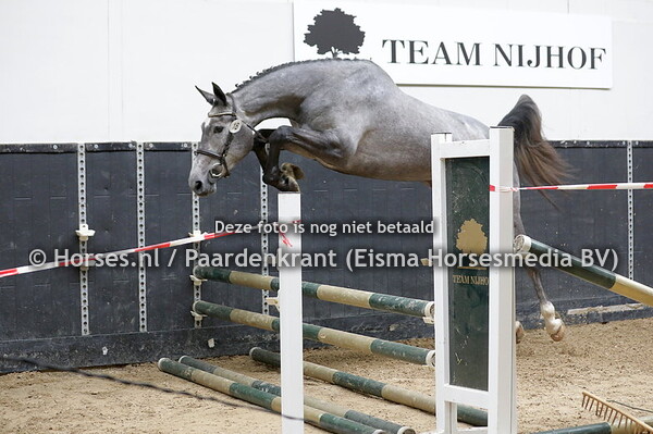 18 Paulownia (Grandorado TN x Kamelia v. Mr Blue)