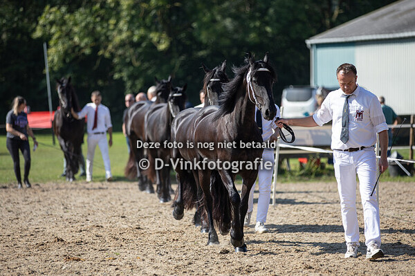 Rubriek 6a 3 jarige veulenboekmerries