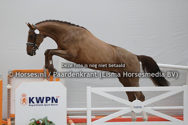 177 NN (Tangelo van de Zuuthoeve x Corofino)