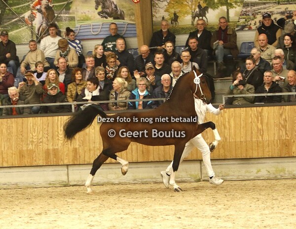 Hengstenkeuring 1e bez. Ermelo
