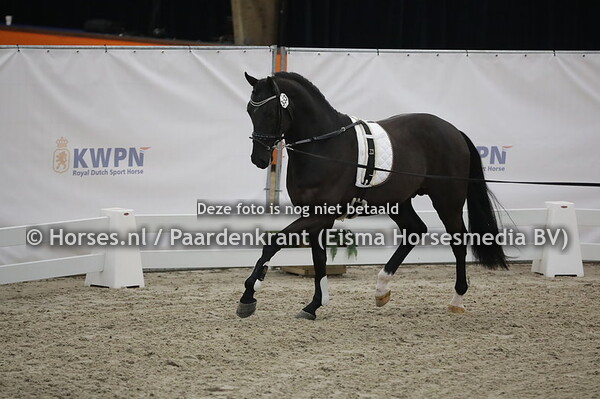 353 (Dream Boy x Valdez)