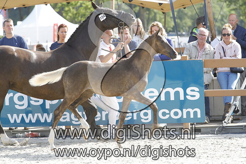 154 Onze Zilverfeet C