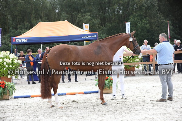 213 Lovely Lady (Grand Galaxy Win x Biona v. Flemmingh)