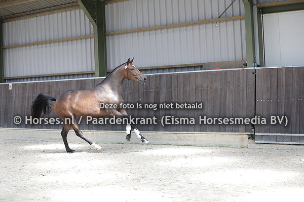 241 Mythe Prinses (Gotcha-Utopia x Feature Prinses v. Winningmood)
