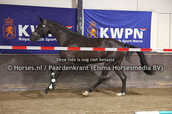 3 Raven G (Desperado x Viola v.Gribaldi)