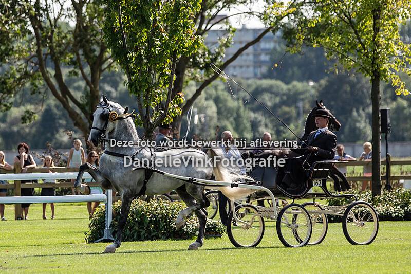 Tuigpaarden limietklasse groot