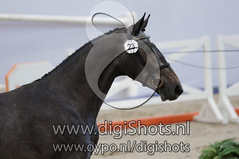 Cinsault de Fer V T Studutch Z