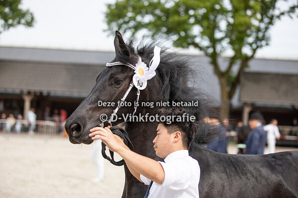 13. Tanja vom Friesenhof Heydecke