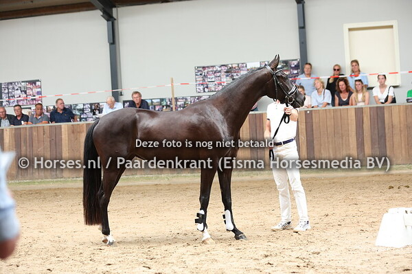 23 Snowisha (Next Romancier x Kadisha v. Ferdeaux)