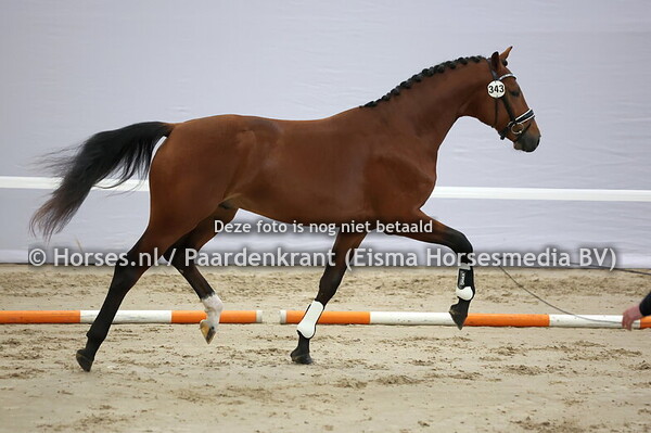 343 (Escolar x Franklin)