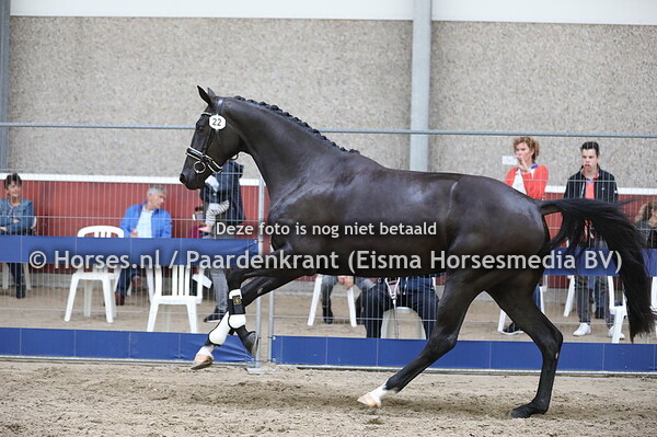 22 Melody Vienna v Zonik