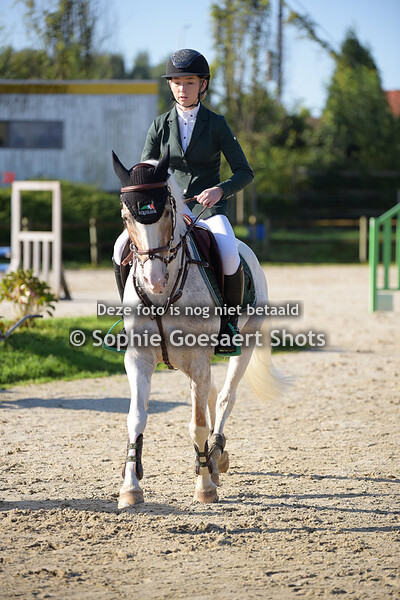 Paarden Clear Round 80