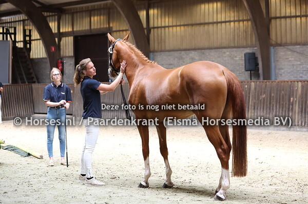 8 Sabine (For Treasure x Alberdinev Vlaswinkel)