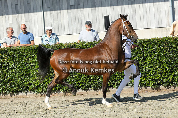 Sarilla ( Lanto HBC x Plains Liberator ) 