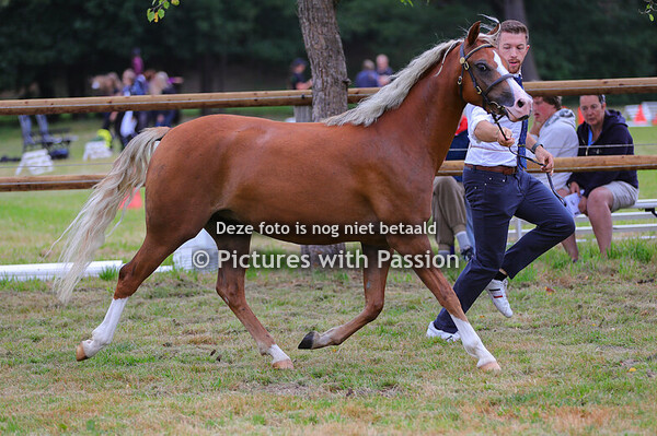 Sektion B 1-2 Stuten und Hengste