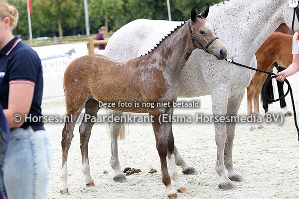 114 Vinora (Next in Line x Inora v. Up to Date)