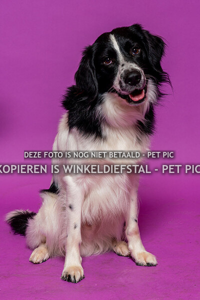 hond 26