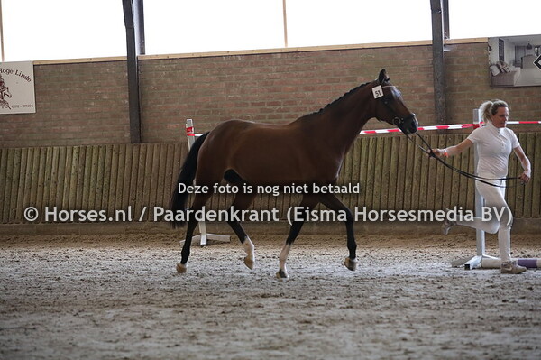 51 Gorentina (Advance x caentina v. Caretino)