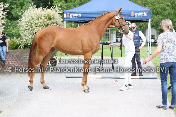 15 Seline (Mees van de Watermolen x Eline v. Arezzo)