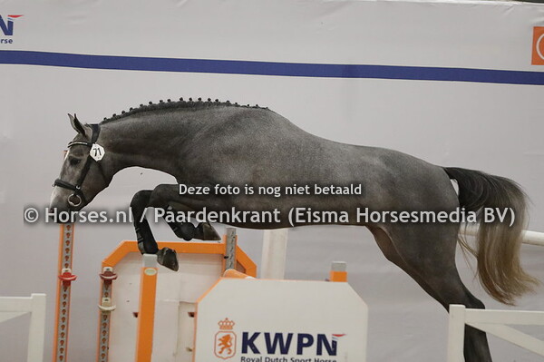 71 Romantico (Grandorado TN x Madame Cornet)