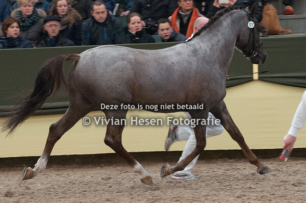 Centrale Hengstenkeuring Zaterdag