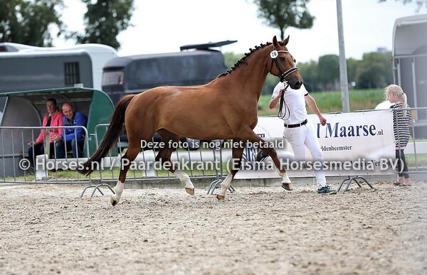 78 Haileyduna Wyton x White Flower v. Rubels)