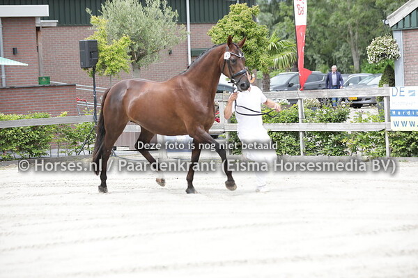 103 Edelster (San Remo x Tamara v. Lancet)