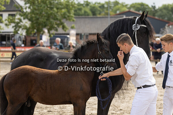 34. Dreamer van Weelde