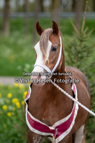 WPCV Premium Stallion & Youngstock Show