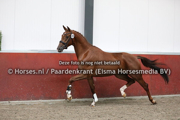 Stamboekkeuring Kootwijkerbroek 16 juli 2020
