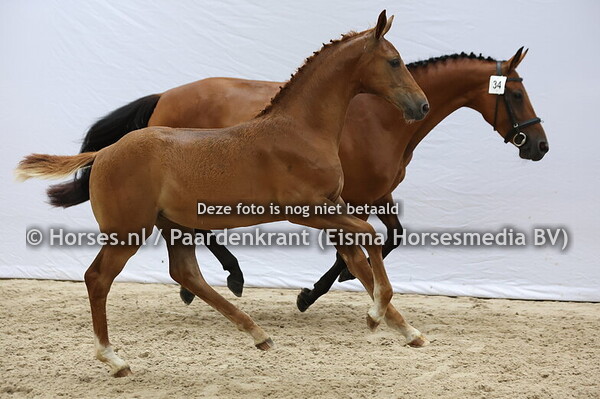 34 Vienna NJ Drummer 2000 TN x Orera NJ v. Carrera VDL)