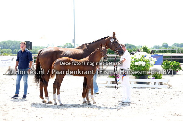 101 Versacibelle CDO (Selegal de Fontaine x Belle v. Jazz)