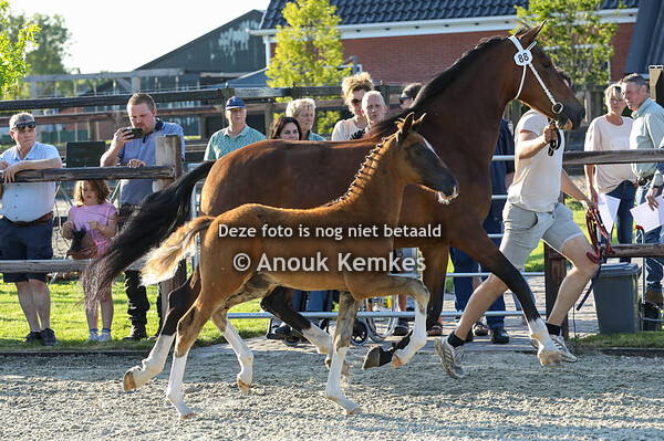 88 - Vino NC ( Leffe Blond x Jean Pierre )