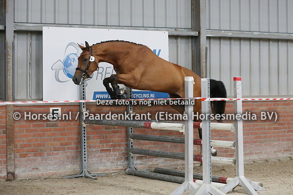 4 Pairone (Verdi x Zairone v. Padinus)