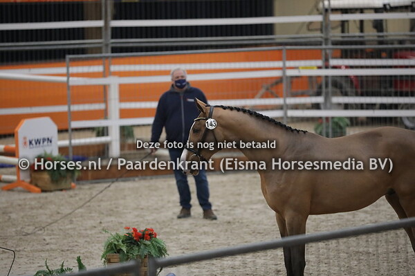 143 Nautulus (Jamboree TN x Kesha v. Harley VDL)