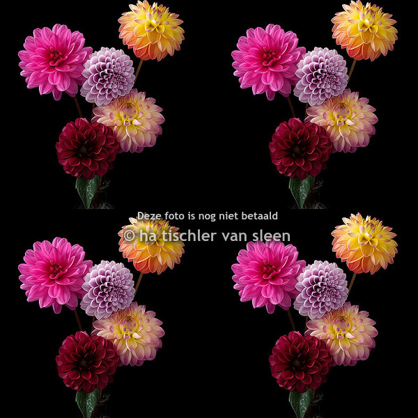 DAHLIA'S "gedupliceerd"