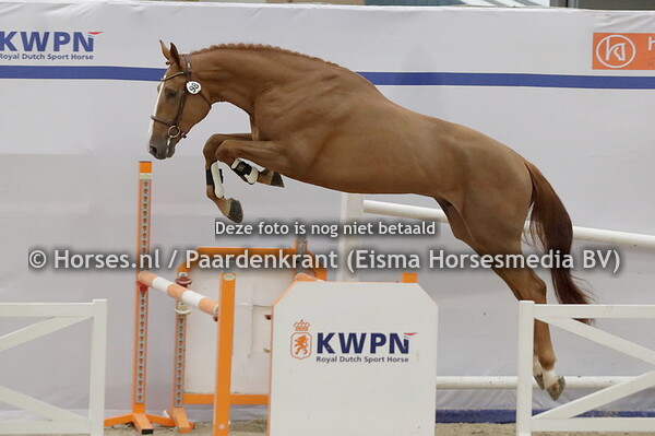 97 Riverdance (Lambada Shake x Lapatera Ryal v. Zapatero)