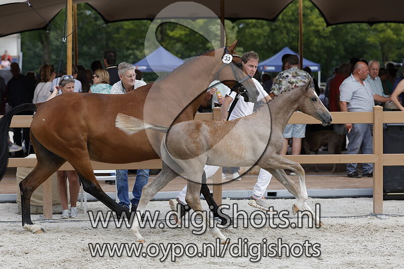 Tiabanda VDL v. Zirocco Blue VDL