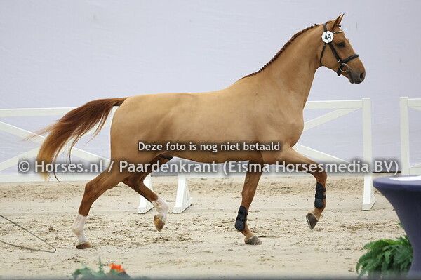 44 (Comthago x Carrera VDL)