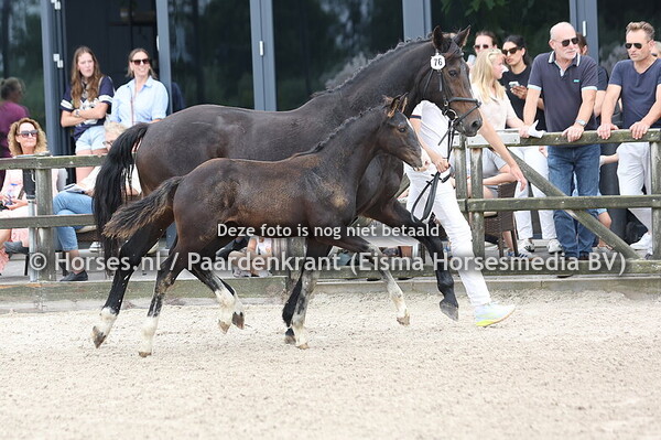 76 Vladimir (Kjento x Dolly v. Zucchero)