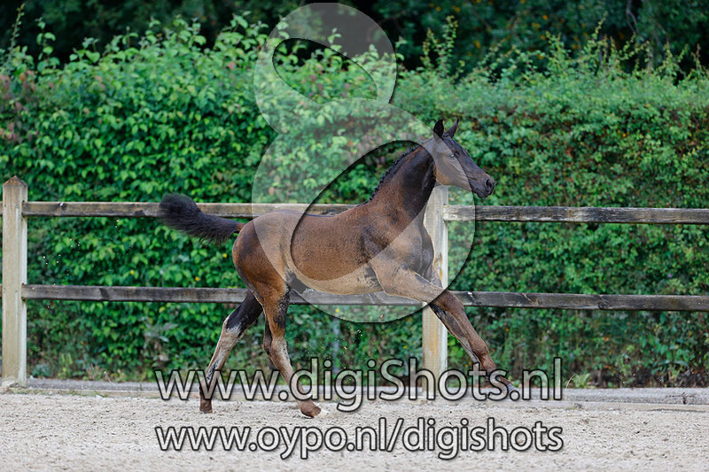 Richie Romance van Geloe v. For Romance I