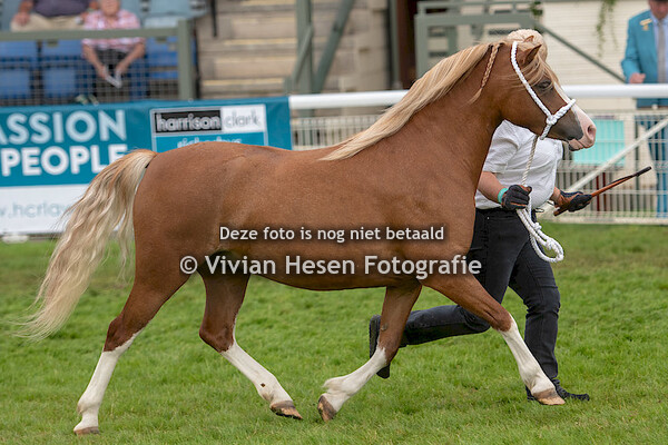 Junior barren mares & geldings Section A