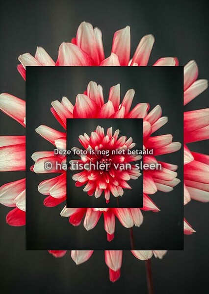 DAHLIA  ROOD WIT CREATIEF BEWERKT
