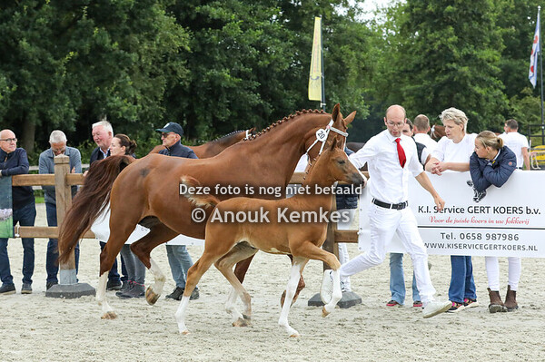 20 - Vizerna HB ( Cizandro x Saffraan ) 